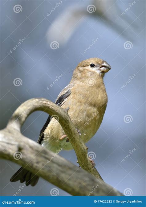 The Female Bullfinch Sitting On A Branch Stock Photo Image Of Black