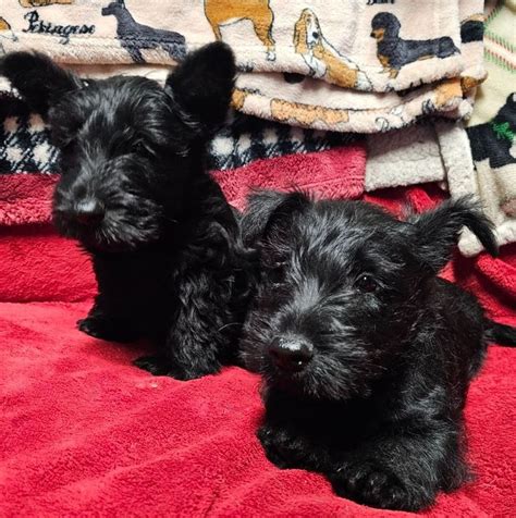 Scottish Terrier (Scottie) Puppies For Sale In Kentucky