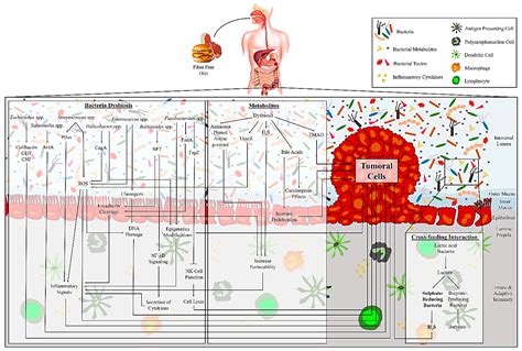 Microorganisms Free Full Text Gut Bacteria And Their Metabolites