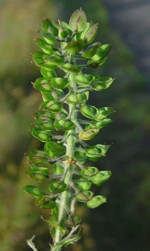 Smith S Cress Lacamas Prairie Non Native Species Inaturalist