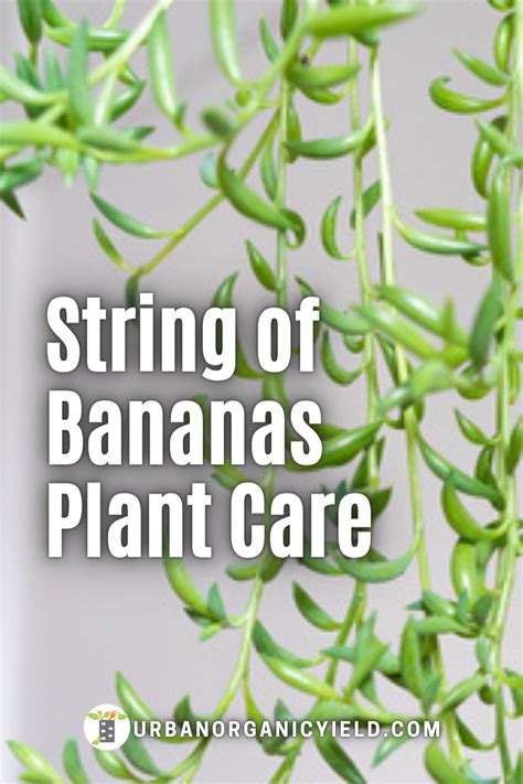 Growing A String Of Bananas Houseplant What You Need To Know Artofit