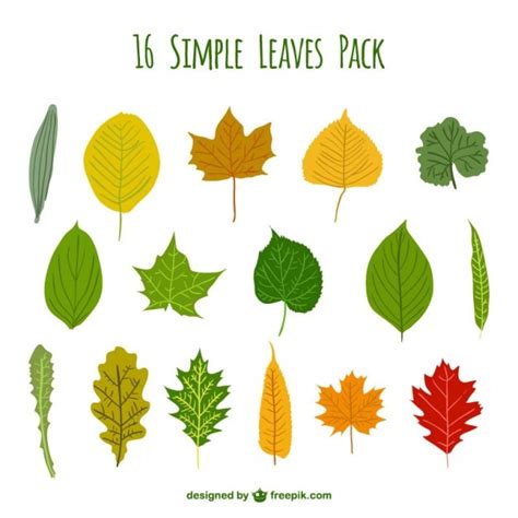 Simple leaves pack Vector | Premium Download