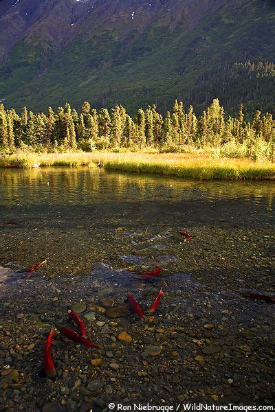 Chugach National Forest #1 | Alaska photos, Alaska photography, Alaska