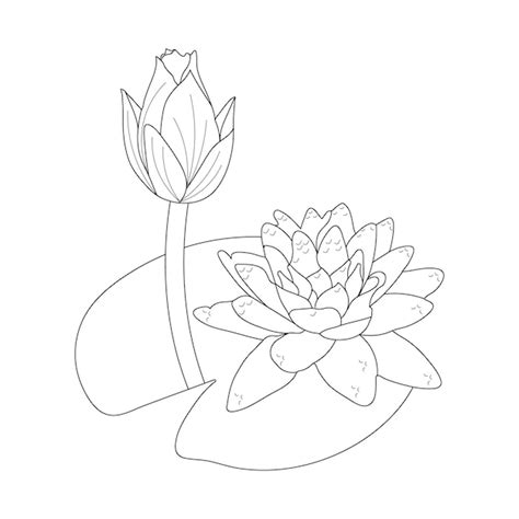 Lirio De Agua Para Colorear Página Y Dibujo De Flor De Arte Lineal Con
