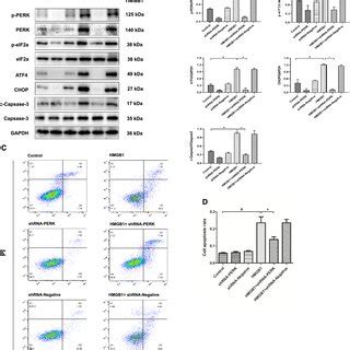 Shrna Perk Inhibited Rhmgb Induced A Cell Apoptosis A And B