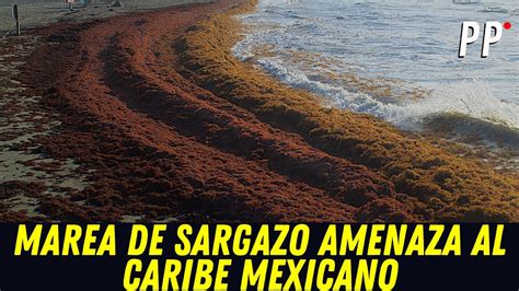 Marea De Sargazo Amenaza Al Caribe Mexicano Pp En Vivo Clips Pp En