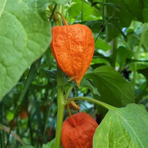 Graines De Lanterne Japonaise Semences De Phyaslis Alkekengi Franchetti