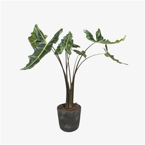 Alocasia Overig | Indoor plant | Exotic plant | Table top | Halaplants.ae