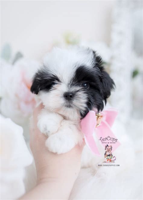 Morkie Puppies and Designer Breed Puppies For Sale by TeaCups Puppies ...