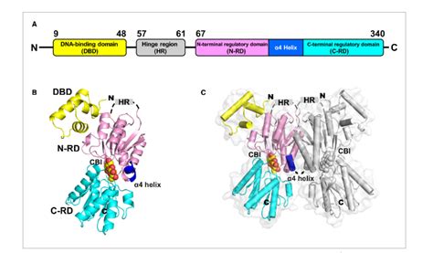 Sblab Structural And Functional Analyses Of The Cellulase