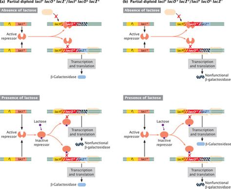 Regulation Of Gene Expression Flashcards Quizlet