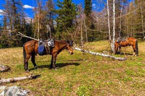 Strona Baszkiria Zdj Cia Darmowe Pobieranie Na Freepik