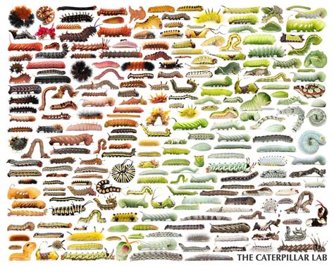 Free Printable Caterpillar Identification Charts [pdf]