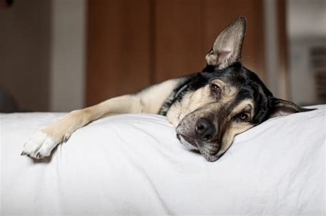 Gastroenterite Em Cachorro O Que E Como Tratar Petlove