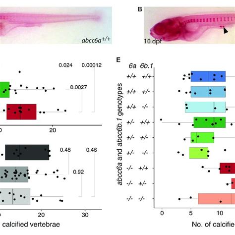 Calcification In Single And Double Mutants Of Zebrafish ABCC6