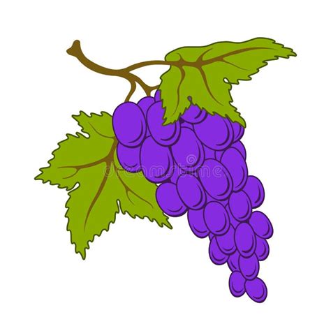 Uvas Del Vector Con Las Hojas Ilustración del Vector Ilustración de