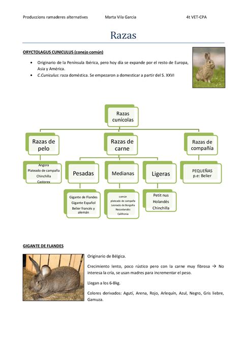Razas De Conejos Apuntes De Veterinaria Docsity