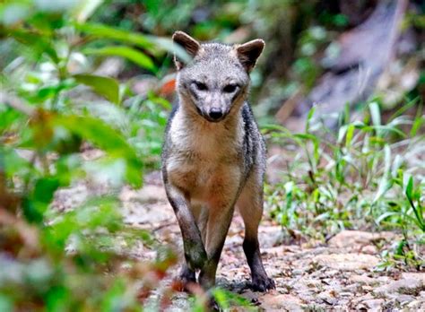 Майконг: описание: где обитает, чем питается, сколько живет