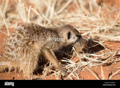 South Africa, Kalahari Desert, Meerkat or suricate (Suricata suricatta ...