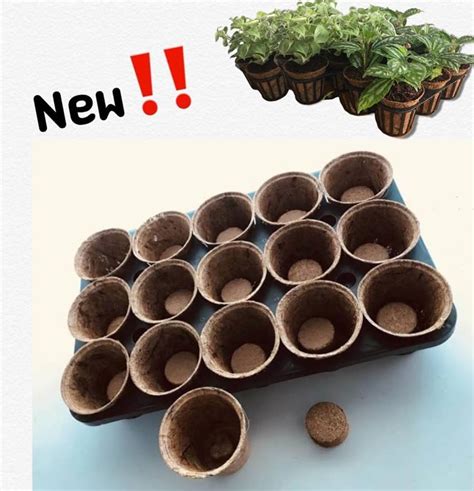 Biodegradable transplant pots – Biodegradable Pots