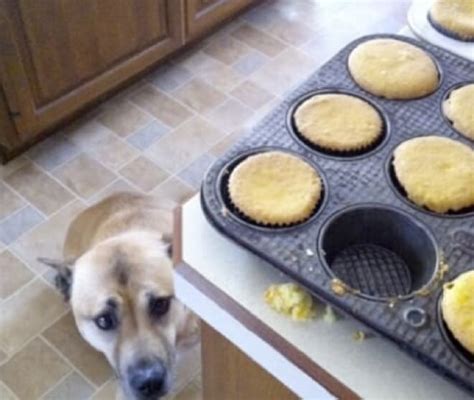 29 Adorable Guilty Dogs Who Always Get Away With Everything