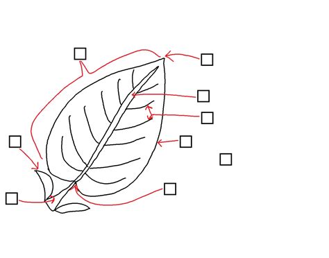 Leaf parts Quiz