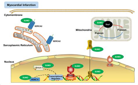 Sumoylation Regulates The Functions Of Various Proteins In Myocardial