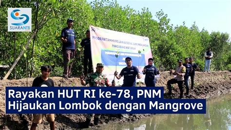 Rayakan HUT RI Ke 78 PNM Hijaukan Lombok Dengan Mangrove YouTube