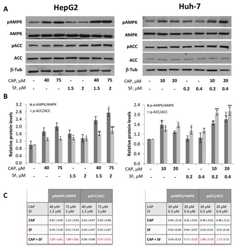 Activation Of Ampk By Capsaicin And Sorafenib In Hcc Cells Hepg And