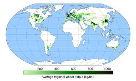 Wheat vs Rice Map: Where Is Each Grown In The World