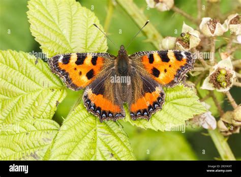 Aglais Urticae Nymphalis Urticae Kleiner Fuchs Aglais Urticae Syn