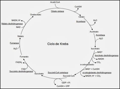 Ciclo De Krebs Mapa Conceptual Gu A Paso A Paso