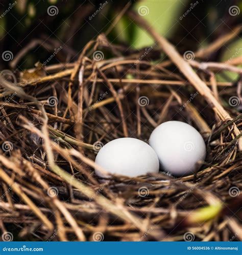 Dove Nest with Two Unhatched Eggs in it Stock Photo - Image of brown, spring: 56004536