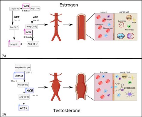 The Influence Of Sex Hormones On The Development Of Abdominal Aortic Download Scientific