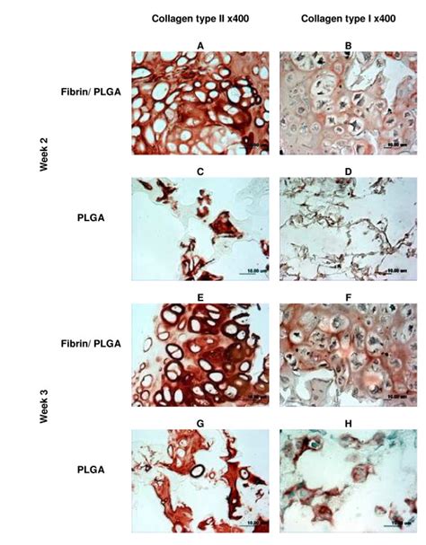 Immunohistochemistry Analysis Of In Vitro Constructs As Shown In