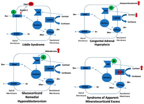 Molecular mechanisms underlying Gordon syndrome. | Download Scientific ...