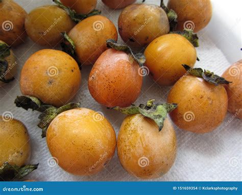 Wild American Persimmon Fruit - Diospyros Virginiana Royalty-Free Stock Photography ...