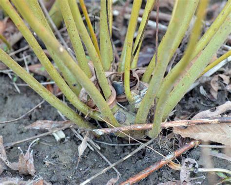 Who's coppicing? What species, what cycles, what purpose and for how long? let's get some ...