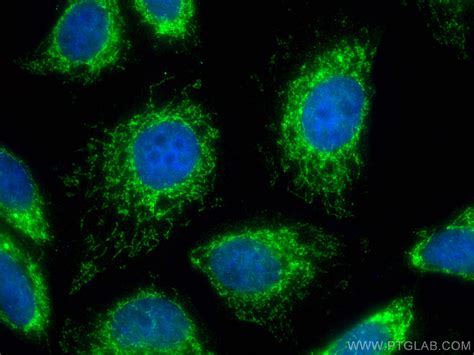 Pdh E Alpha Antibody Ap Proteintech