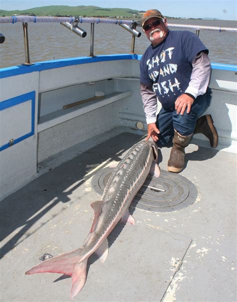 Guided Sturgeon Fishing Trips & Charters in San Francisco CA at Flash ...