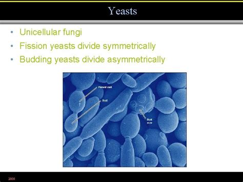 Microbiology Chapter The Eukaryotes Fungi Algae Protozoa