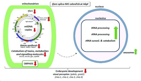 schematic overview  alterations  tfam splice mo zebrafish