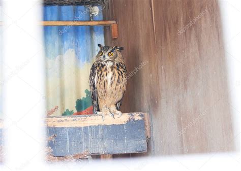 El Gran B Ho De Cuernos Bubo Virginianus Con Grandes Ojos Amarillos