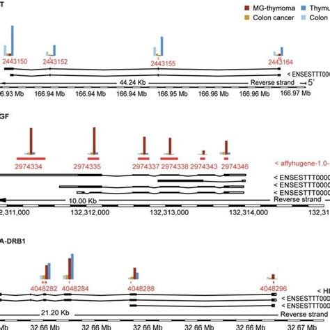 Detailed Expression Map Of HLA DRB1 CTGF And DPT In MG Thymoma And