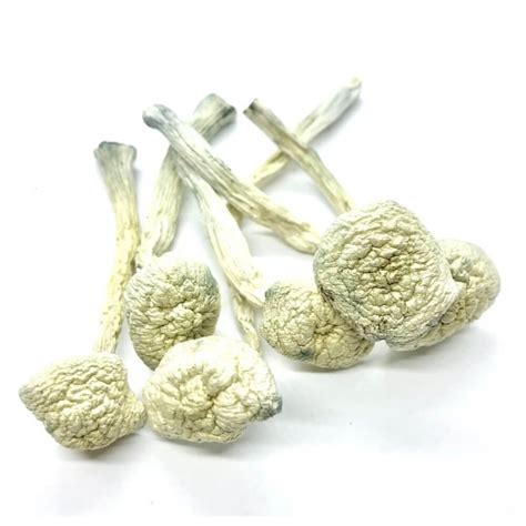 Albino Treasure Coast Mushrooms Buy Online Top Shelf Shrooms