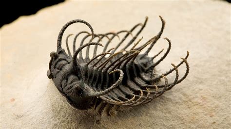 The Fascinating World Of Trilobites Natural History Curiosities