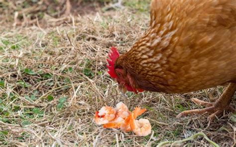 Can Chickens Eat Shrimp Learnpoultry