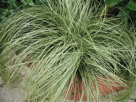 Online Plant Guide Carex Albula Frosty Curls Frosty Curl Sedge