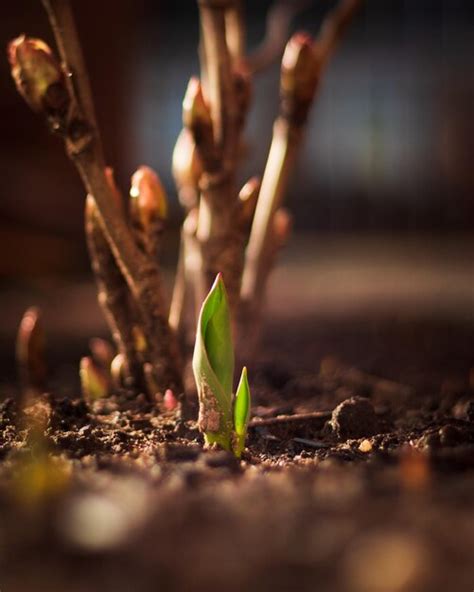 Premium Photo Closeup Shot Of A Fresh Tulip Sprouts Growing In Sunlight