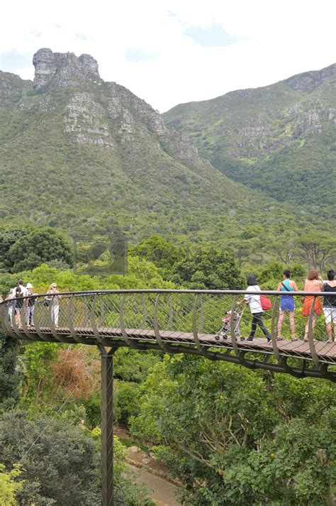 Kirstenbosch Tree Canopy Walkway, the Boomslang by dpreezg Vectors ...